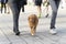 Dog, Nova Scotia Duck Toller, walking between two unrecognizable people on a leash