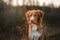 Dog Nova Scotia Duck Tolling Retriever