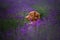 Dog Nova Scotia duck tolling Retriever in lavender. Pet in the summer on the nature in colors