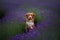 Dog Nova Scotia duck tolling Retriever in lavender. Pet in the summer on the nature in colors