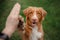 Dog Nova Scotia duck tolling Retriever sitting on the grass