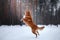 Dog Nova Scotia Duck Tolling Retriever, walk in winter forest