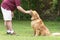 Dog Obedience Training