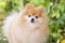 Dog obediently carries out the training command. Portrait of little fluffy German Spitz puppy on natural autumn background.