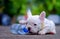 Dog obesity,Young french bulldog white nibble plastic bottle o
