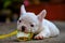 Dog obesity,Young french bulldog white nibble toys.