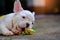 Dog obesity,Young french bulldog white a nibble toys on the cement floor.