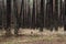 The dog obeys the command and runs to the owner in the forest