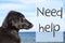 Dog At Ocean, Text Need Help
