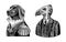 Dog officer and California condor gentleman. Great Dane. Fashion animal character. Military man in the old uniform. Hand
