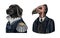 Dog officer and California condor gentleman. Great Dane. Fashion animal character. Military man in the old uniform. Hand
