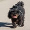 Dog oldness. Old poodle dog close up on nature