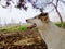 A dog openedâ€‹ its mouth, looking upward under shadow of tree in sunny day