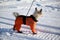 Dog in an orange overalls and boots