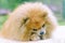 Dog orange pomeranian miniature spitz brushes teeth, gnaws a bone. training and promotion of the animal.