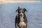 Dog outdoor portrait at ocean beach, Appenzeller Sennenhund