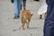 Dog in outdoors mutt in ecuador street walking leash