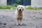 Dog in outdoors mutt in ecuador street white staring at camera