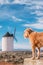Dog outdoors in nature and an iconic windmill