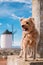 Dog outdoors in nature and an iconic windmill