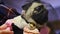 Dog owner holding cute pug puppy wearing fancy dress and accessories, pet show