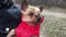 Dog owner holding purebred adorable yorkshire terrier in hands