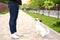 Dog and owner Jack Russell Terrier in anticipation of a walk in the park, on the street, patient and obedient. Education and train