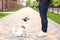 Dog and owner Jack Russell Terrier in anticipation of a walk in the park, on the street, patient and obedient. Education and train