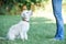 Dog Owner Teaching Pet Lurcher To Sit