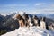 Dog pack: airedalle terrier, australian shepherd, belgian malinois,bearded collie,border collie sitting on the top of the mountain