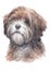 Dog painting, long-haired Tibetan breed terrier 021