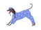 Dog in pajamas and night cap. Doggy in clothes yawning and stretching. Cute funny pet wearing nightcap and sleepwear