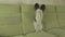 Dog Papillon amusingly stands on hind legs and looks around stock footage video