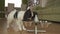 Dog Papillon eats dry food from a metal bowl on a stand in living room stock footage video