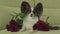 Dog Papillon keeps flower in his mouth surrounded by red roses in love on valentines day stock footage video