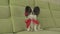 Dog Papillon keeps red rose in his mouth in love on valentines day stock footage video