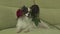 Dog Papillon keeps red rose in his mouth in love on valentines day stock footage video