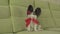 Dog Papillon keeps red rose in his mouth in love on valentines day stock footage video