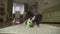 Dog Papillon playing with a ball on a rug in living room stock footage video
