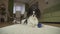 Dog Papillon playing with a ball on a rug in living room stock footage video