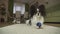 Dog Papillon playing with a ball on a rug in living room stock footage video