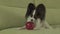 Dog Papillon sniffs and licks red apple stock footage video