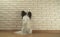 Dog Papillon stands on its hind legs against decorative brick wall
