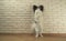 Dog Papillon stands on its hind legs against decorative brick wall