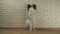 Dog Papillon stands on its hind legs against decorative brick wall stock footage video