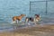 Dog park companions in a pond near its sandy beach