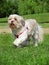 Dog in the park (Lhasa Apso)