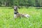 Dog in a park on nature in a summer sunny day. lying on the grass in the meadow. conformation dog of the whippet breed