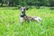 dog in a park on nature in a summer sunny day. resting on a green meadow. conformation dog of the whippet breed