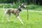 dog in a park on nature in a summer sunny day. runs and plays with a tree branch. conformation dog of the whippet breed